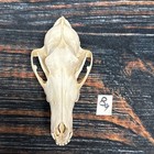 Coyote Skull Animal Mount Man Cave Western Decor Craft Unique Gift Yard Lawn Art