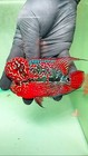 High-quality Male Super Red Dragon Flowerhorn With Vibrant Color And Strong Head