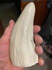 Scrimshaw Sperm Whale Tooth Resin Reproduction   Pirate Treasure Map  6  Long