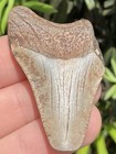 Natural Beautiful 1 94    Megalodon Tooth Fossil Shark Teeth