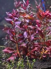 Ammania Gracilis - Live Aquatic Freshwater Plants - Stem