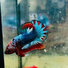 Plakat Red Fancy Copper Male Betta  174
