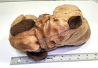 Vintage Plush Puppy Dog Raffoler Ltd  1986 Stuffed Animal Toy With Wrinkles 9   