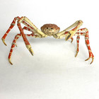 3d Capsule Encyclopedia Crustacean Lobster Crab Mini Figure Japanese Spider Crab