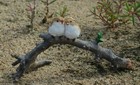Couple Bird On Branch Statue Garden Sculpture Tabletop Figurine Home Decor Gifts