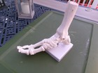 Life Size Human Foot And Ankle Skeleton Model Medical Anatomy Right Foot