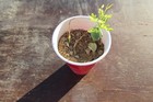 1 Young Honey Mesquite Tree Very Healthy Prosopis Glandulosa