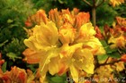 Azalea Seeds Calendulaceum Mix  Rhododendron Mix 150 Seeds