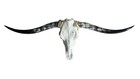 Genuine Longhorn Skull 53    Wide   Mounted Western Wall Decor   Ranch Decor