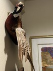 Vintage Ringneck Pheasant Full Body Taxidermy Mount Wall Hanging Spread Wings