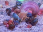 20 10 Assorted Red Blue Pearl Leopard Ramshorn Snail Freshwater Algae Eater Live
