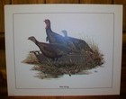 Vintage Don Balke Wild Turkey Matte Lithograph Wildlife Art Print Usa