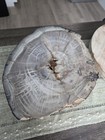 Huge Polished Petrified Log- 10 Inches Across  5 Inches High