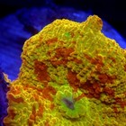 3 Color Jawbreaker Mushroom Wysiwyg - Indigo Corals - Ic 8115