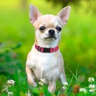 Reflective Dog Collar Pet Cat Puppy Nylon Collar  hot Pink  X-small 
