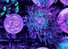 Wysiwyg 2 Head Duncan Coral Frag Live Lps Reef Tank Aquarium - Free Shipping