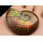 Iridescent Ammonite Ammolite Facet Specimen Spotted Snail Fossil Natural Crystal