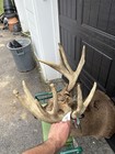 11 Or 12 Point Whitetail Deer Shoulder Taxidermy Mount  2 Local Pickup Only