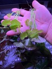 Nymphaea Sp  Peru Puerto Maldonado Young Plant Rare Live Aquarium Plant