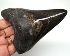 Megalodon Shark Tooth Real Fossil - 4 36    Prehistoric Shark Teeth No Restoration