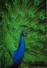 1-100-1000 10x13   Peacock   Boutique Designer Poly Bag Mailers Envelopes Bags