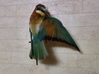 Bird Golden Bee-eater  Merops Apiaster  Taxidermy  Not A Member Of Cites 
