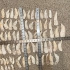 Lot 96 Sc Long Oyster Shells Crafts Art Wedding Chimes Ornaments 3-5   