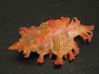 Hard2get   chicoreus Nobilis W o 45 5mm philippines Seashell