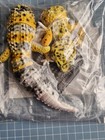 New Bandai Gashapon Leopard Gecko Action Figure Advance High Yellow Color Ver