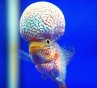 King Kamfa F2 Flowerhorn Vip High Quality Super Monster Kok 5   