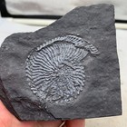 Triassic Coarse Chrysanthemum Petrified Stone Produced In Guizhou Province