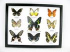 9 Beautiful Butterflies In Xl Showcase - Framed - Real - Taxidermy - Nice - M 03