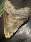 Huge And Regular Size Megalodon Teeth