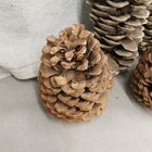 Large Pinecones 7in To 11in Lot Of 5 Pinecones For Christmas