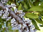 Wax Myrtle Southern Myrica Cerifera - 50  Seeds