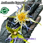 Blue Lotus Flower Dried Organic Egyptian Tea Nymphaea Caerulea