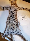Bobcat Pelt