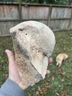Texas Petrified Mammoth Ball Socket Bone Fossil Mineralized Hard Stable Specimen
