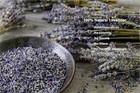 2 Pounds Lavender Buds Dried Flowers100  Natural Dried Lavender Buds Ultra Blu