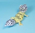 Bandai The Diversity Of Life On Earth Selected Edition Leopard Gecko Figure
