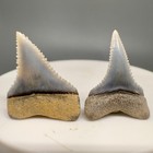 Pair Of Excellent Quality Upper lower Fossil Great White Shark Teeth - Peru