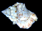 Bufonaria Thersites  Large Light-colored Gem   40 93mm W operc-freeze Dried 