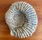 Huge Ancient Well Preserved Fossil  7  Prehistoric Ammonite 5lb 5oz