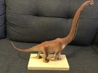 Mlodoch Brachiosaurus - Extremely Rare