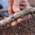 Cassava Yuca Manihot Esculenta Manioc Mu 51 Hybrid Tapioca Plant Cutting
