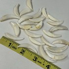 Lot Of 25 Cracked Coyote Fangs Teeth Goth Odd Craft Real Taxidermy Cleaned  2039