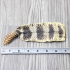 Very Large Rattlesnake Rattle With Skin Attached   5654       Taxidermy Diamondb