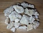 Florida Fossil Coral Lot  02     Natural Honeycomb Coral Heads     Fossilized