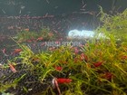 20  4  Fire Red  Cherry - Freshwater Neocaridina Aquarium Shrimp  Live Guarantee