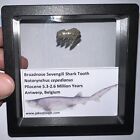 Rare Sevengill Cow Shark Framed Fossil Shark Tooth Lot Megalodon Era 0 9-0 6 In 